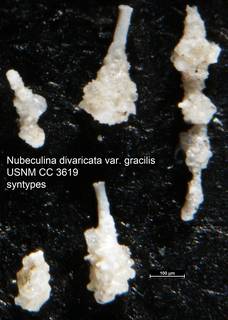 To NMNH Paleobiology Collection (Nubeculina divaricata var. gracilis USNM CC 3619 syntypes)