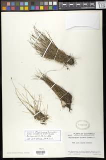 To NMNH Botany Collections (Rhynchospora fascicularis sierrensis NMNH1922861 type 1)