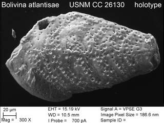 To NMNH Paleobiology Collection (Bolivina atlantisae USNM CC 26130 holotype)