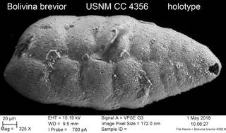 To NMNH Paleobiology Collection (Bolivina brevior USNM CC 4356 holotype)