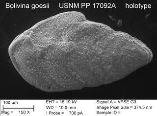 To NMNH Paleobiology Collection (Bolivina goesii USNM PP 17092A holotype)