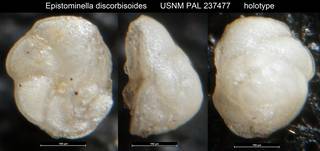 To NMNH Paleobiology Collection (Epistominella discorbisoides USNM PAL 237477 holotype)