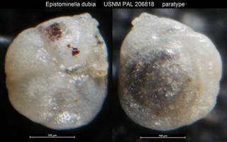 To NMNH Paleobiology Collection (Epistominella dubia USNM PAL 206818 paratype)