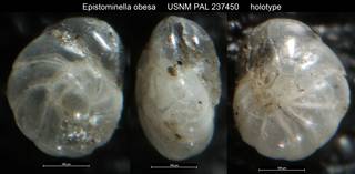 To NMNH Paleobiology Collection (Epistominella obesa USNM PAL 237450 holotype)