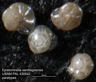 To NMNH Paleobiology Collection (Epistominella sandiegoensis USNM PAL 430542 paratypes close)