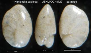 To NMNH Paleobiology Collection (Nonionella basiloba USNM CC 48722 paratype)