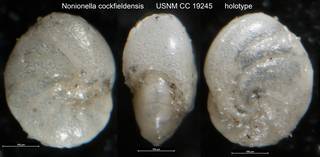 To NMNH Paleobiology Collection (Nonionella cockfieldensis USNM CC 19245 holotype)