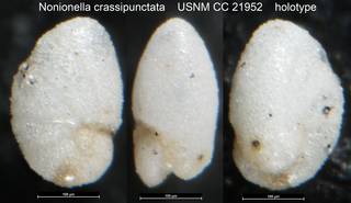 To NMNH Paleobiology Collection (Nonionella crassipunctata USNM CC 21952 holotype)