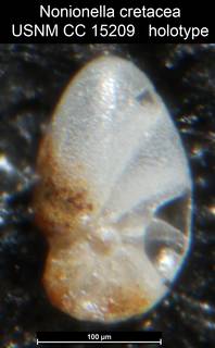 To NMNH Paleobiology Collection (Nonionella cretacea USNM CC 15209 holotype)