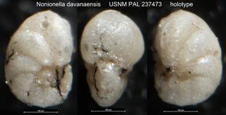 To NMNH Paleobiology Collection (Nonionella davanaensis USNM PAL 237473 holotype)