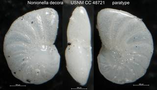 To NMNH Paleobiology Collection (Nonionella decora USNM CC 48721 paratype)