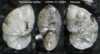 To NMNH Paleobiology Collection (Nonionella frankei USNM CC 23623 holotype)