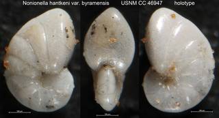 To NMNH Paleobiology Collection (Nonionella hantkeni var. byramensis USNM CC 46947 holotype)