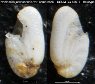 To NMNH Paleobiology Collection (Nonionella jacksonensis var. compressa USNM CC 45801 holotype)