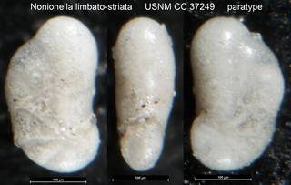 To NMNH Paleobiology Collection (Nonionella limbato-striata USNM CC 37249 paratype)