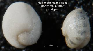 To NMNH Paleobiology Collection (Nonionella magnalingua USNM MO 689155 paratypes)