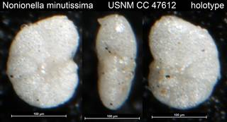 To NMNH Paleobiology Collection (Nonionella minutissima USNM CC 47612 holotype)