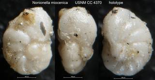 To NMNH Paleobiology Collection (Nonionella miocenica USNM CC 4370 holotype)
