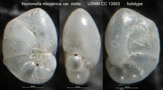 To NMNH Paleobiology Collection (Nonionella miocenica var. stella USNM CC 13953 holotype)