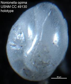 To NMNH Paleobiology Collection (Nonionella opima USNM CC 49130 holotype)