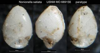 To NMNH Paleobiology Collection (Nonionella satiata USNM MO 689156 paratype)