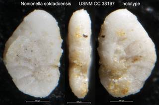 To NMNH Paleobiology Collection (Nonionella soldadoensis USNM CC 38197 holotype)