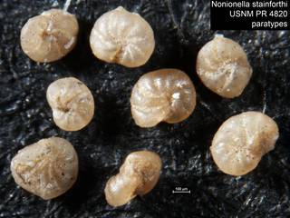 To NMNH Paleobiology Collection (Nonionella stainforthi USNM PR 4820 paratypes)