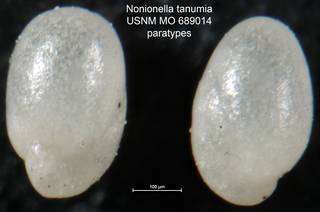 To NMNH Paleobiology Collection (Nonionella tanumia USNM MO 689014 paratypes)