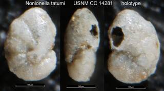 To NMNH Paleobiology Collection (Nonionella tatumi USNM CC 14281 holotype)