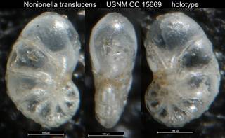 To NMNH Paleobiology Collection (Nonionella translucens USNM CC 15669 holotype)