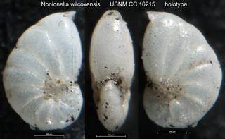To NMNH Paleobiology Collection (Nonionella wilcoxensis USNM CC 16215 holotype)