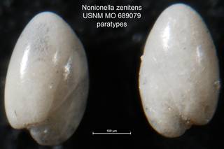 To NMNH Paleobiology Collection (Nonionella zenitens USNM MO 689079 paratypes)