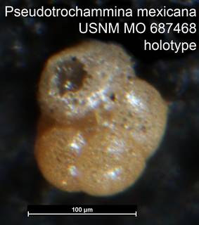 To NMNH Paleobiology Collection (Pseudotrochammina mexicana USNM MO 687468 holotype)