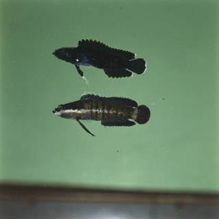 To NMNH Extant Collection (Acanthoplesiops FIN026002 Slide 120 mm)
