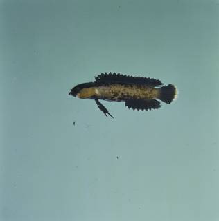 To NMNH Extant Collection (Acanthoplesiops echinatus FIN026003 Slide 120 mm)