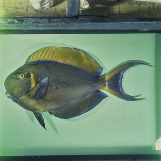 To NMNH Extant Collection (Acanthurus bariene FIN026009 Slide 120 mm)