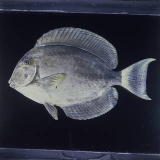 To NMNH Extant Collection (Acanthurus blochii FIN026010 Slide 120 mm)