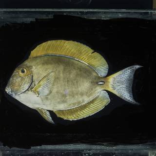 To NMNH Extant Collection (Acanthurus dussumieri FIN026011 Slide 120 mm)