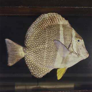 To NMNH Extant Collection (Acanthurus guttatus FIN026015 Slide 120 mm)