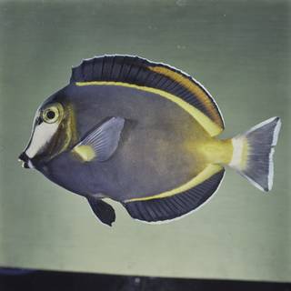 To NMNH Extant Collection (Acanthurus japonicus FIN026016 Slide 120 mm)