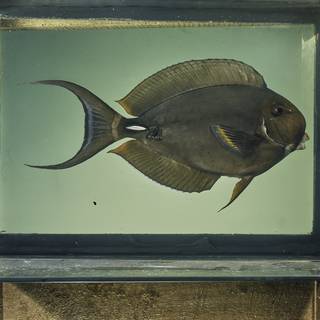 To NMNH Extant Collection (Acanthurus leucocheilus FIN026017 Slide 120 mm)