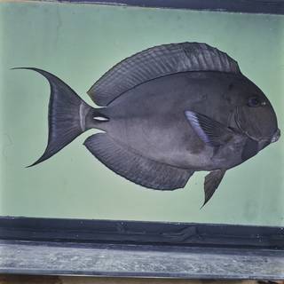 To NMNH Extant Collection (Acanthurus leucocheilus FIN026018 Slide 120 mm)