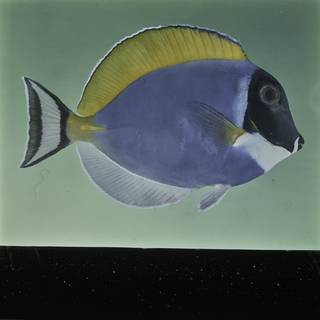 To NMNH Extant Collection (Acanthurus leucosternon FIN026025 Slide 120 mm)