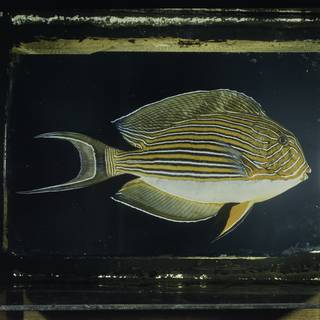 To NMNH Extant Collection (Acanthurus lineatus FIN026026 Slide 120 mm)