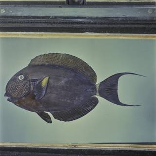 To NMNH Extant Collection (Acanthurus maculiceps FIN026028 Slide 120 mm)