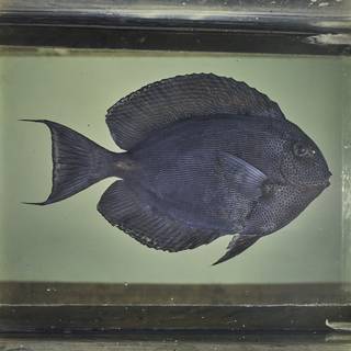 To NMNH Extant Collection (Acanthurus nubilus FIN026040 Slide 120 mm)