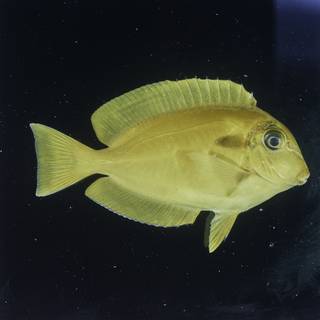 To NMNH Extant Collection (Acanthurus olivaceus FIN026041 Slide 120 mm)