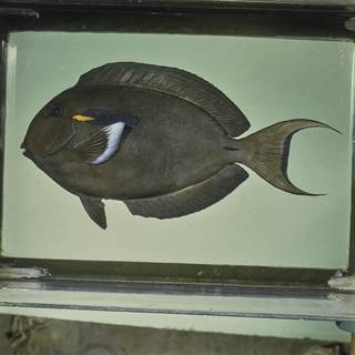 To NMNH Extant Collection (Acanthurus olivaceus FIN026042 Slide 120 mm)