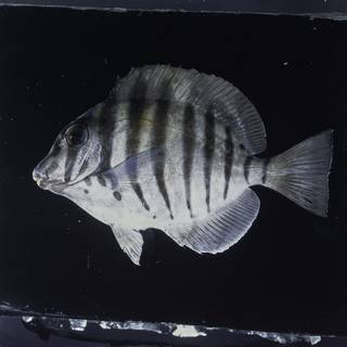 To NMNH Extant Collection (Acanthurus polyzona FIN026044 Slide 120 mm)