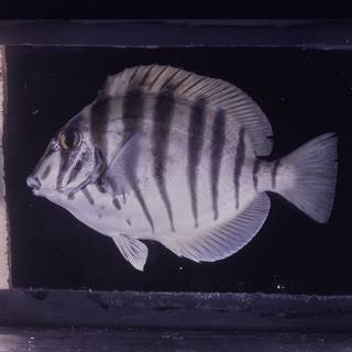 To NMNH Extant Collection (Acanthurus polyzona FIN026045 Slide 120 mm)